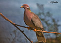 Columba fasciata